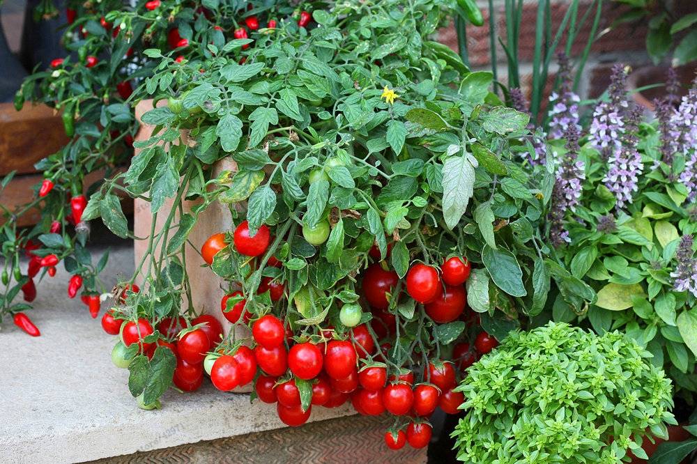 Как вырастить помидоры на балконе в  домашних условиях из семян фото видео