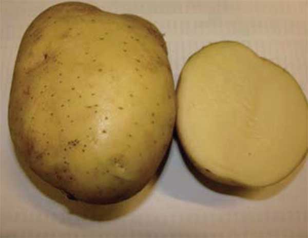 Сорт картофеля Крепыш. Картофель Мираж. Сорт картофеля Мираж. Крепыш сорт картофеля характеристика.