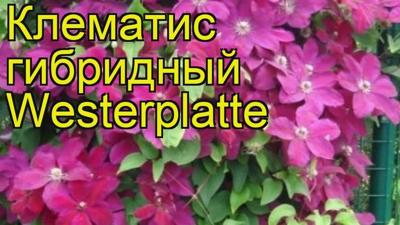 Клематис гибридный вестерплат отзывы - мечети мира