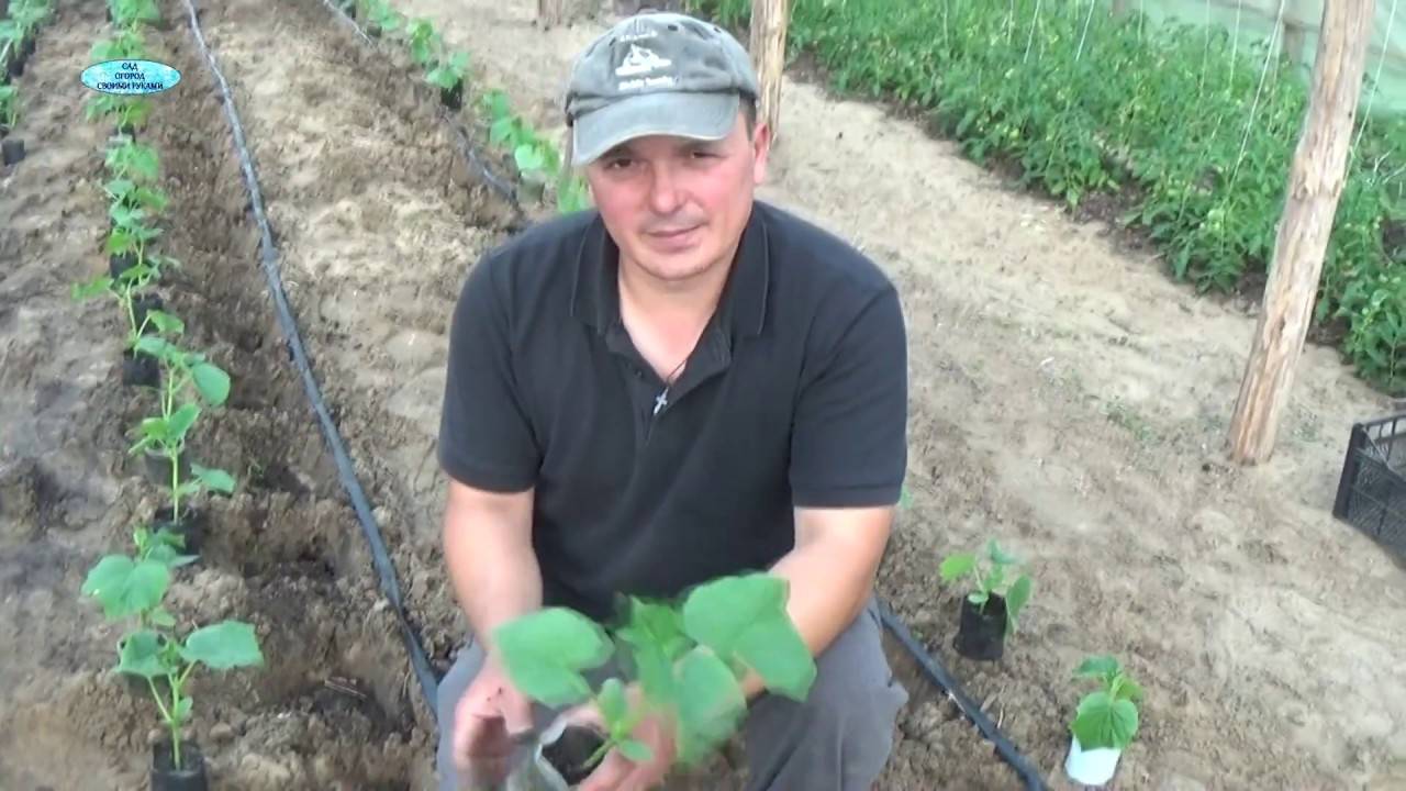 Посадка огурцов в открытый грунт семенами в 2021 году: когда и как сеять - пошаговая инструкция