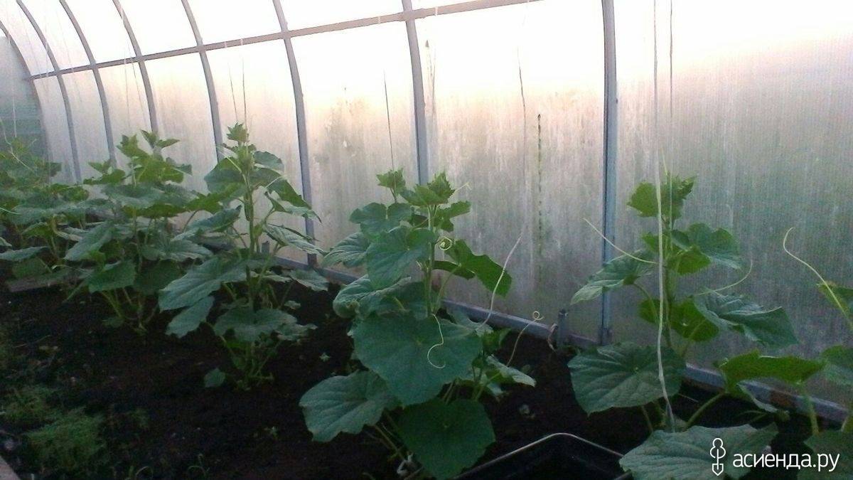 Как подвязать огурцы в теплице из поликарбоната: инструкция + видео