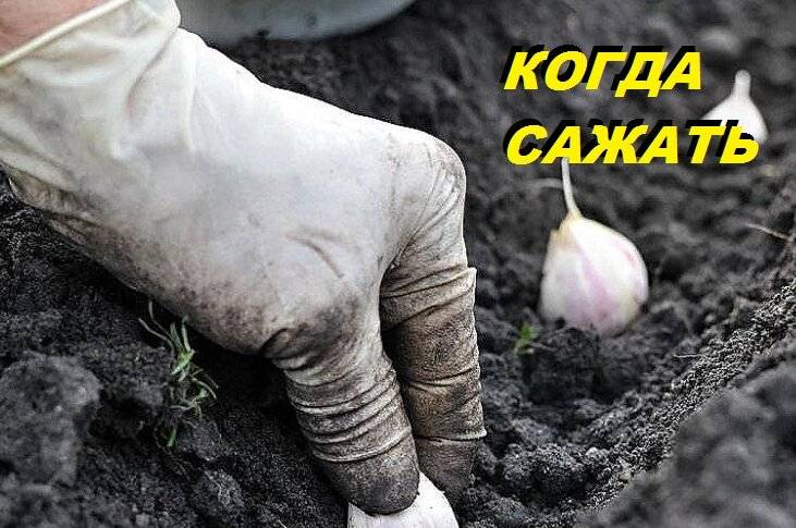 Когда сажают под зиму чеснок на зиму — убедись, знаешь ли ты все тонкости посадки