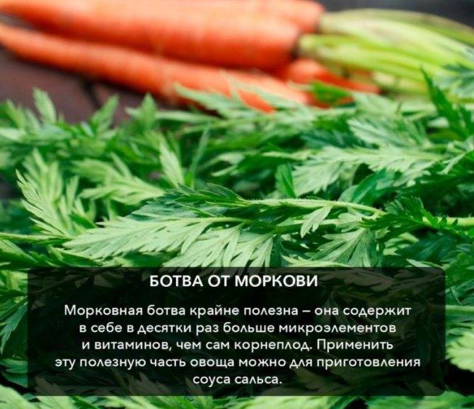 Морковная ботва: польза и вред, ее состав, применение в народной медицине и косметологии
