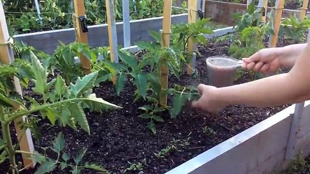 Зола как удобрение для томатов, отзывы садоводов