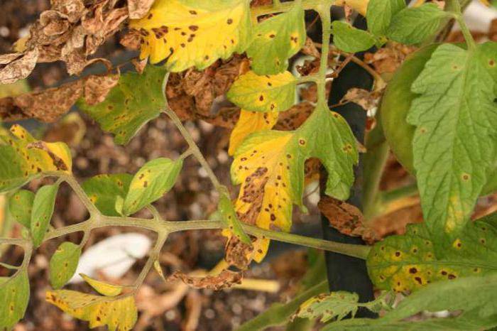 Причины пожелтения и усыхания листьев на тыкве