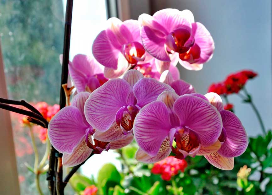 Уход за фаленопсисом в домашних условиях после магазина: правила покупки орхидеи, а также как пересаживать и соблюсти карантин для адаптации растения?