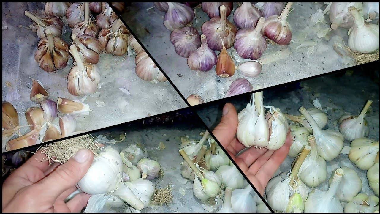 Чеснок богатырь: описание сорта, отзывы, как сажать, как хранить