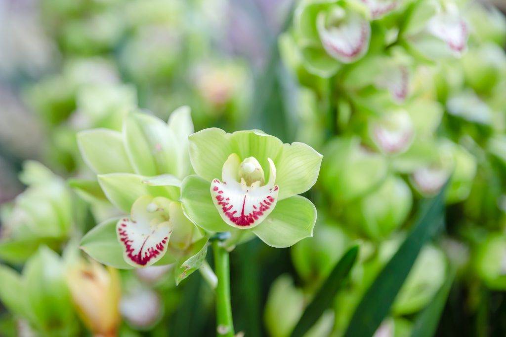 Гибрид экзотического растения — зеленая орхидея. виды, уход, фото