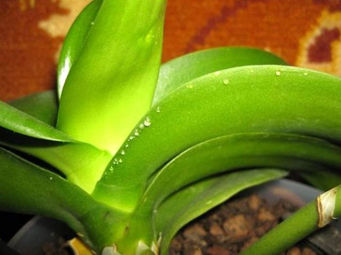 Липкие листья у орхидеи фаленопсис или появились капли: норма ли это, какие болезни приводят к такому явлению и их лечение с фото