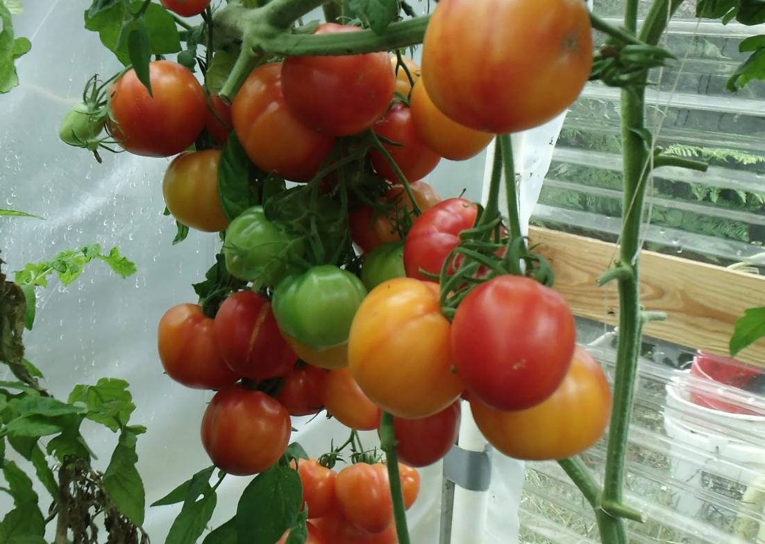 Как вырастить помидоры на гидропонике в теплице и домашних условиях – все о томатах. выращивание томатов. сорта и рассада.