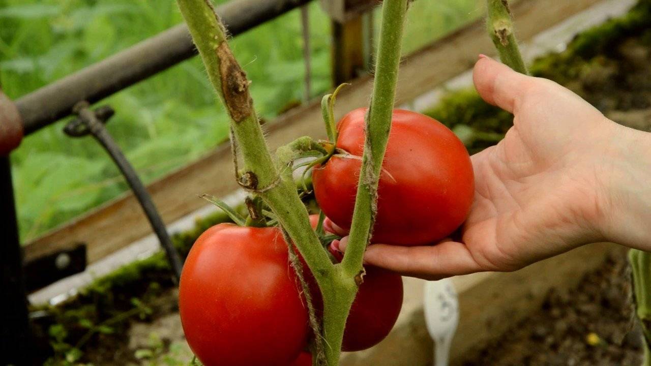 Описание фузариозного увядания томатов: признаки, причины и способы лечения заболевания