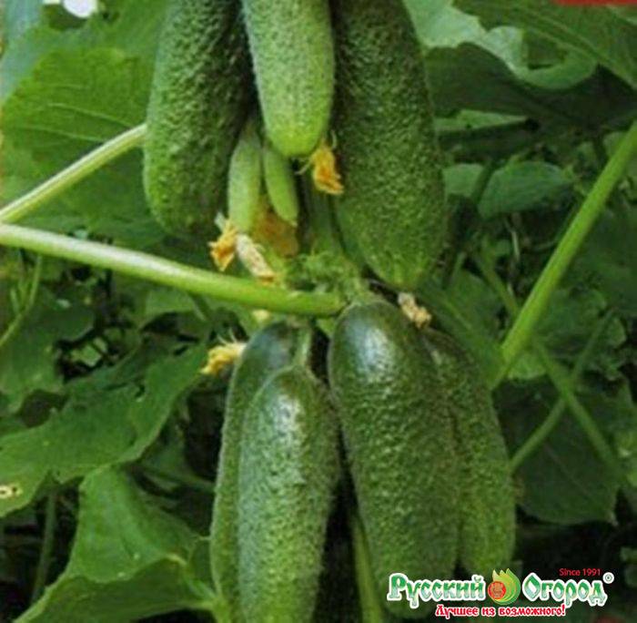 Луховицкие огурцы