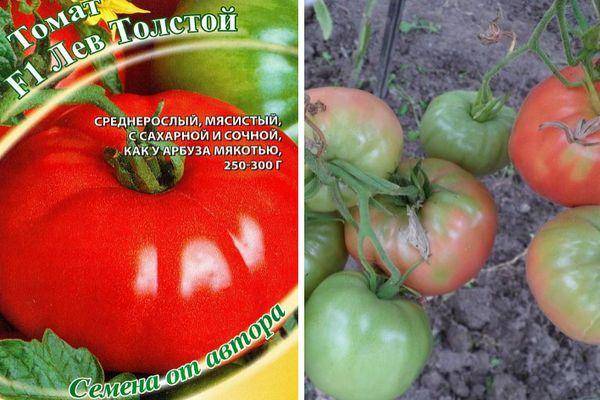 Характеристика сорта, достоинства, болезни и меры борьбы при выращивании «жирного» томата