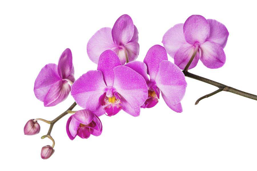 Узнайте, сколько цветет орхидея фаленопсис в домашних условиях