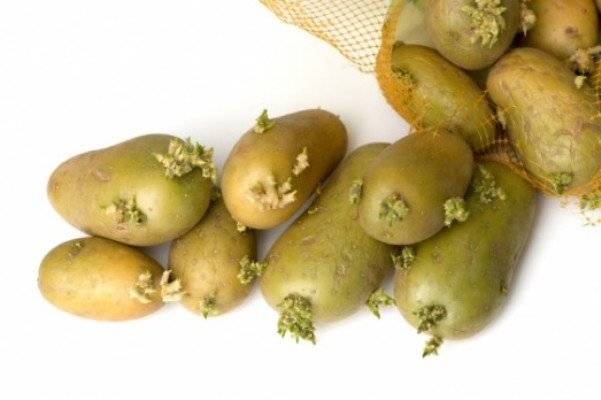 Можно ли есть зеленую картошку без вреда для здоровья и как оказать первую помощь при отравлении