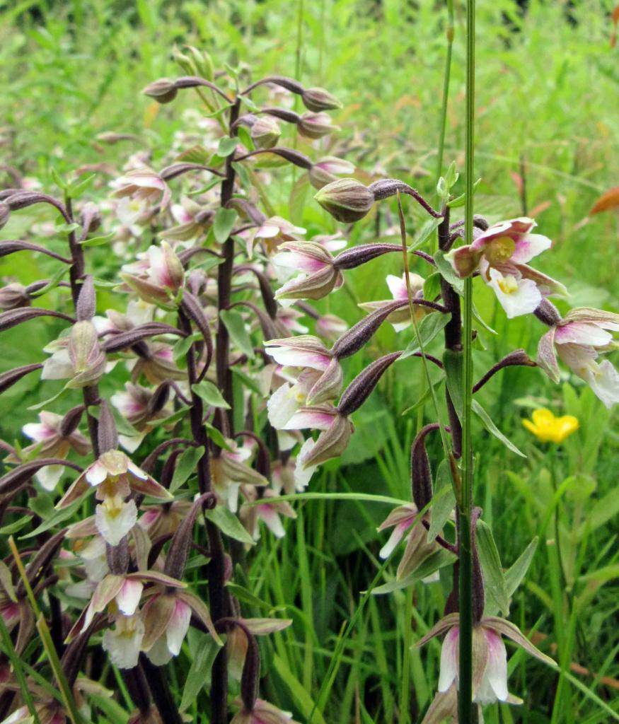 Дремлик болотный. Лесная Орхидея Дремлик болотный. Дремлик цветок. Орхидея Дремлик широколистный.