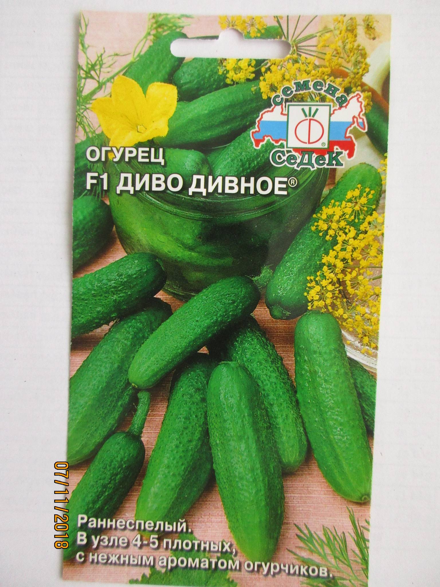 Огурцы диво дивное характеристика и описание сорта