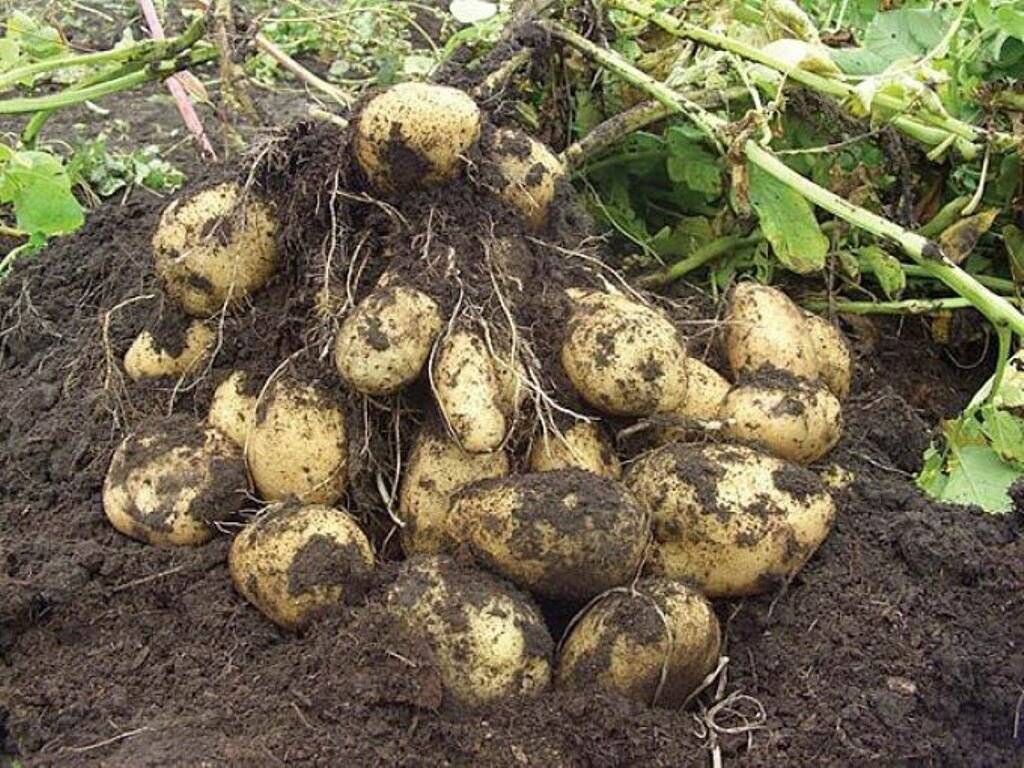 Агротехника и технология выращивания картофеля