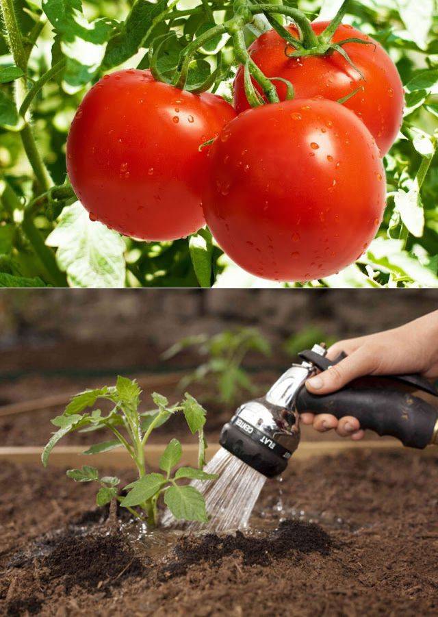 Лучшие способы полива рассады томатов в домашних условиях