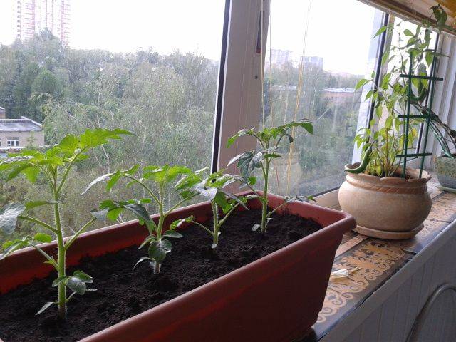 Помидоры на балконе: пошаговое описание как вырастить в домашних условиях помидоры (105 фото)