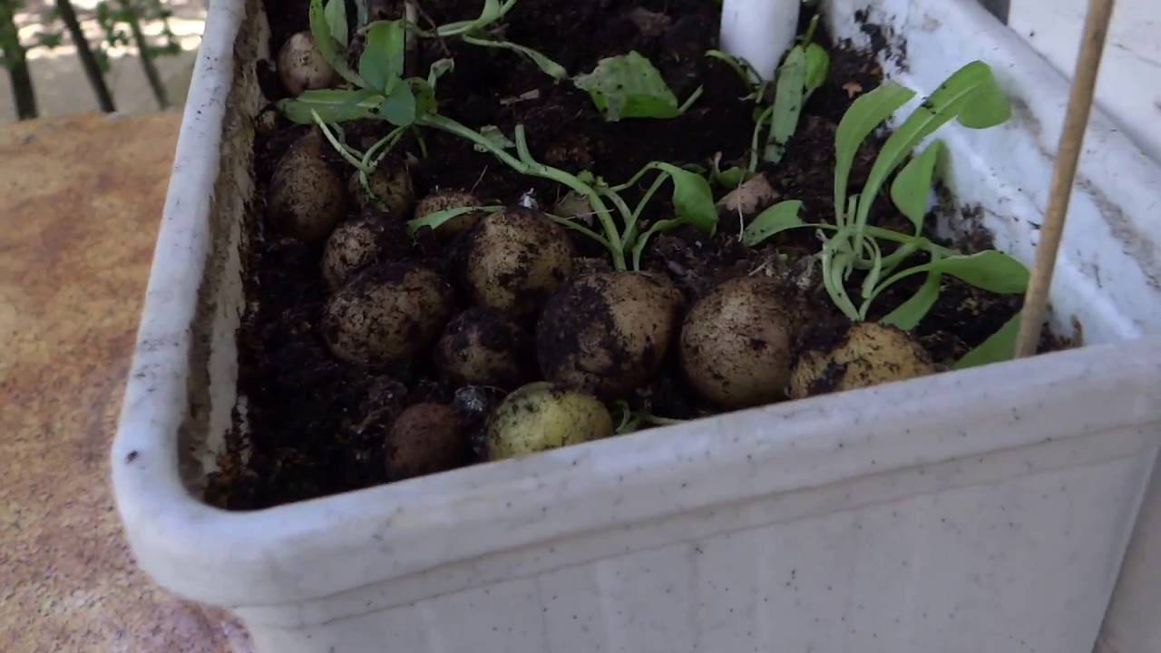 Выращивание картофеля домашних условиях. Рассада картофеля в горшках. Картошка на балконе. Посадка картофеля в ведрах. Выращиваем картофель в горшках.