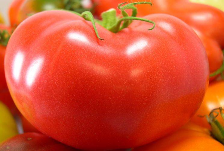 Сорт томата Толстый джек: характеристика сорта и его полное описание
