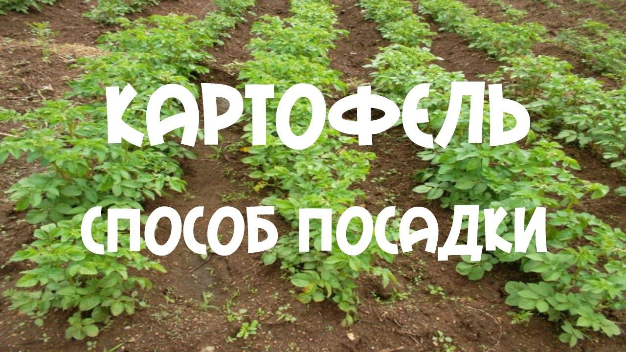 Как осуществлять посадку картофеля в гребни вручную и мотоблоком, в чем плюсы и минусы метода?