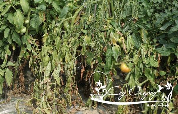 Фузариоз томатов: эффективные меры борьбы