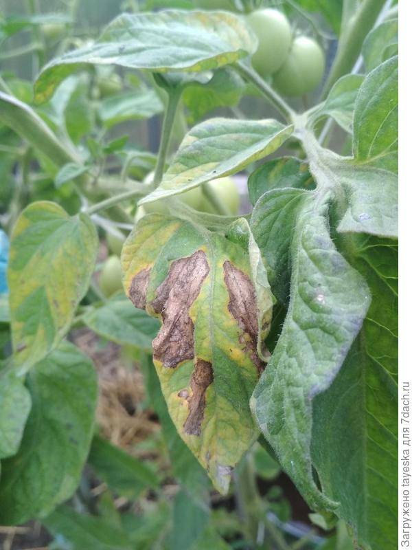 Белые пятна на листьях помидоров: причины и лечение пятнистости рассады томатов