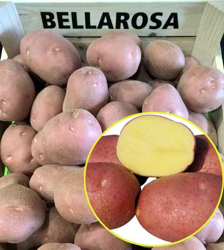 ᐉ сорт картофеля «люкс» – описание и фото - roza-zanoza.ru