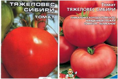 Томат "тяжеловес сибири": описание сорта и фото, рекомендации по уходу русский фермер