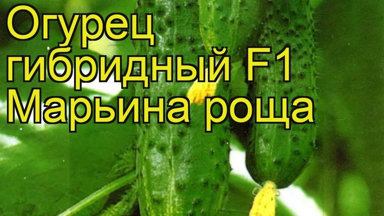 ✅ об огурце марьина роща: описание и характеристики сорта, посадка и уход - tehnomir32.ru