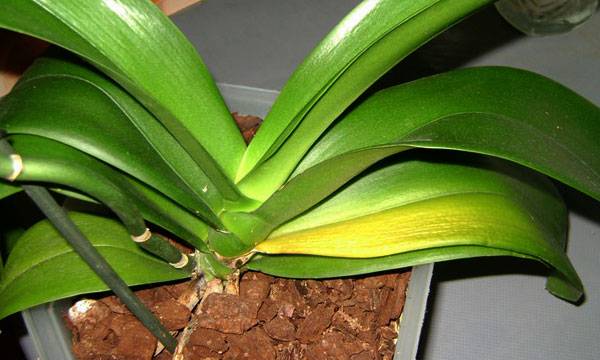 У орхидеи желтеют листья: что делать, если нижние и верхние листья желтеют у основания и опадают? причины и лечение, уход в домашних условиях