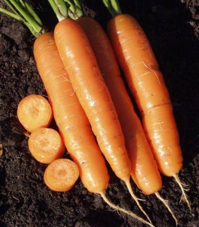 ✅ сколько весит морковь среднего размера - cvetochki-penza.ru