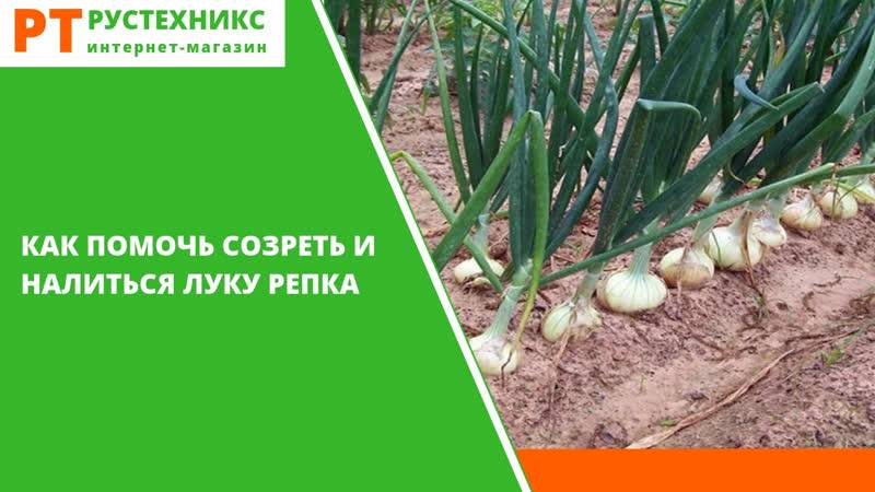 Удобрения для лука, подкормка при посадке и выращивании