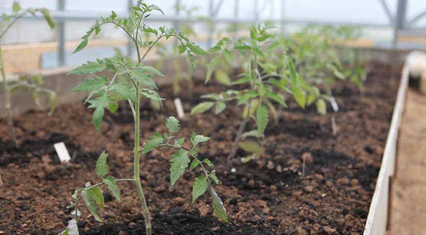 Безрассадный способ выращивания томатов − в открытом грунте, в теплице, как и когда сажать