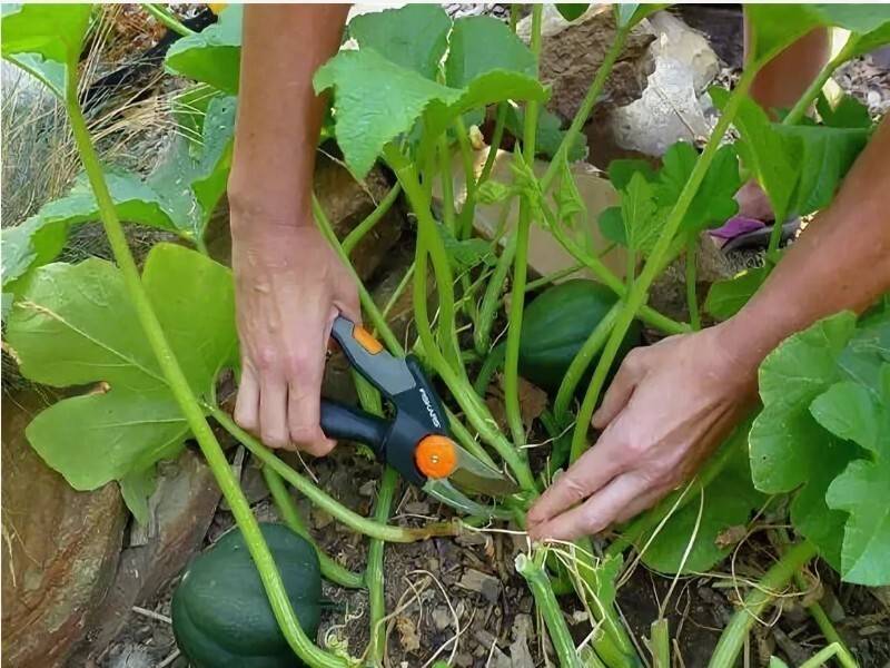 Как вырастить кабачки в открытом грунте: посадка и уход