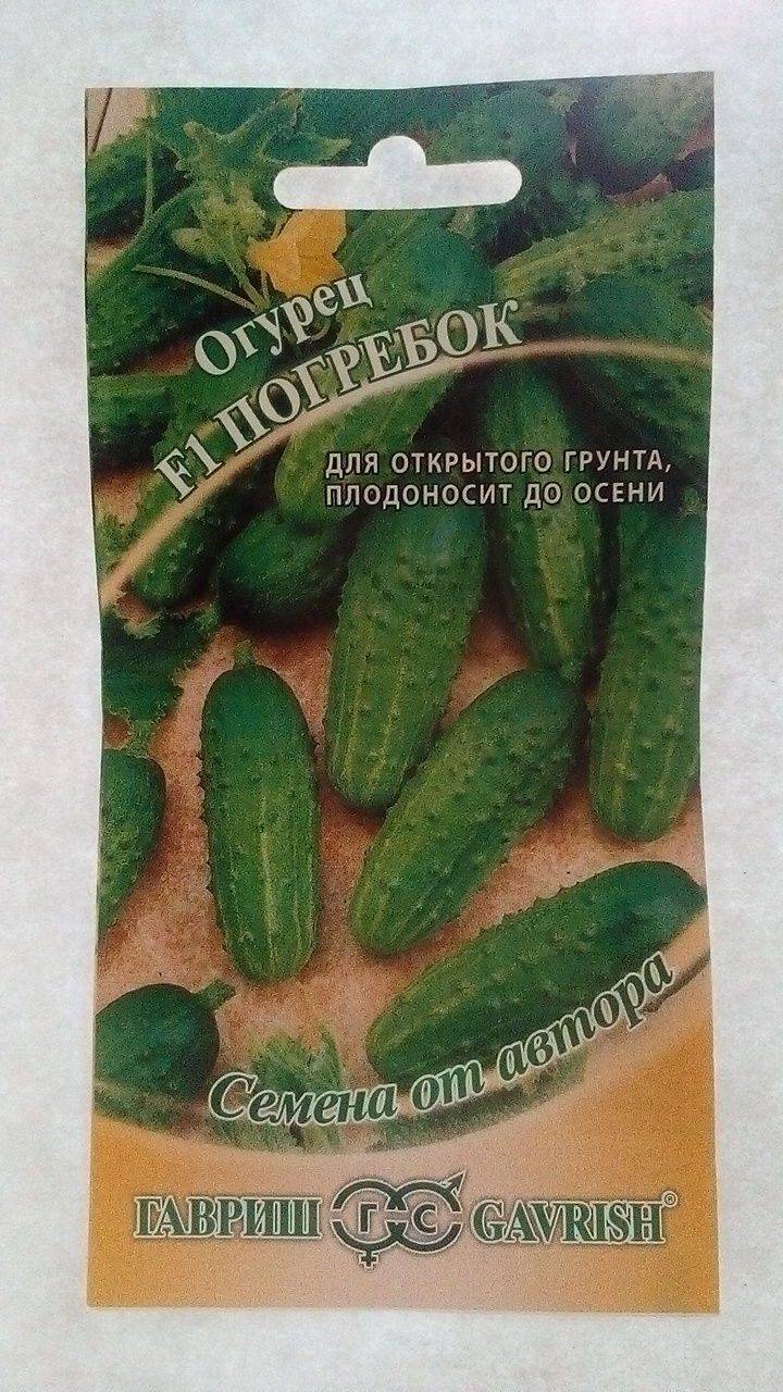 Огурец погребок: рассказываем подробно