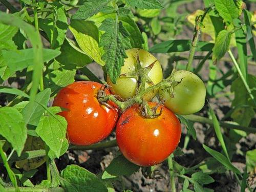 Характеристика томатов сорта «лабрадор»: описание, отзывы, фото