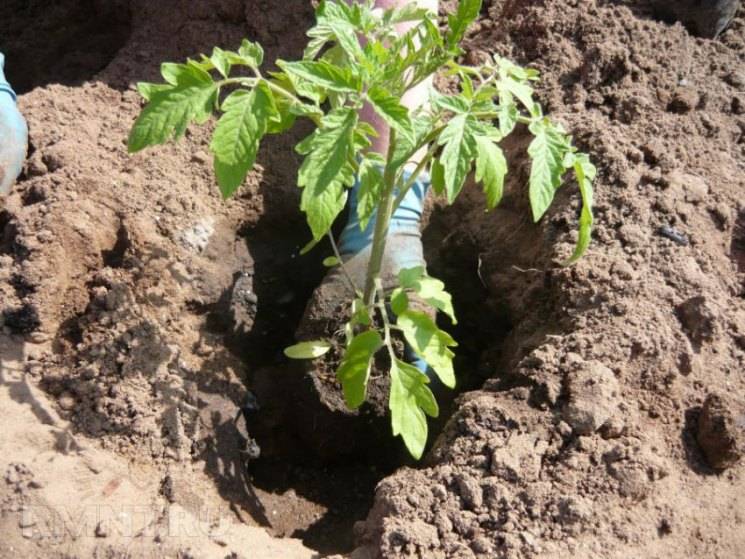 Как правильно посадить помидоры на рассаду дома: каким образом в условиях собственного производства сеять семена томатов, какие существуют способы возделывания? русский фермер