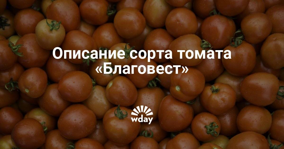 Характеристика и описание сорта «благовест f1»