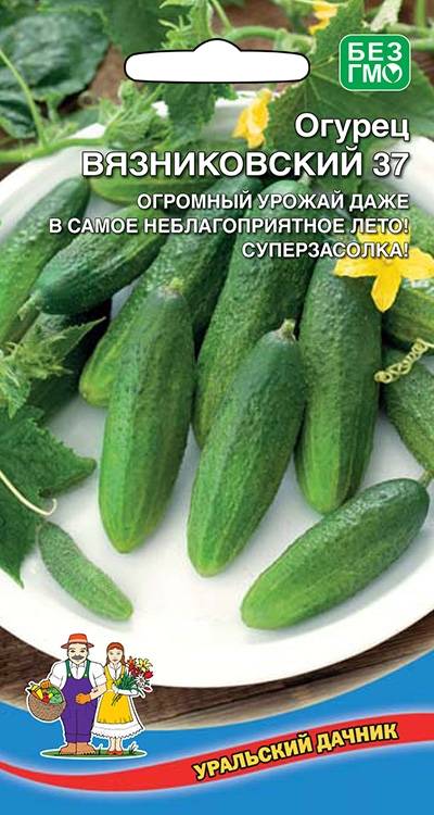 Огурец вязниковский 37: описание сорта - про сорта