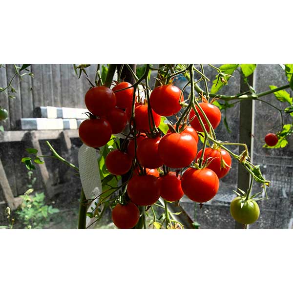 Особенности и разновидности томата красная вишня