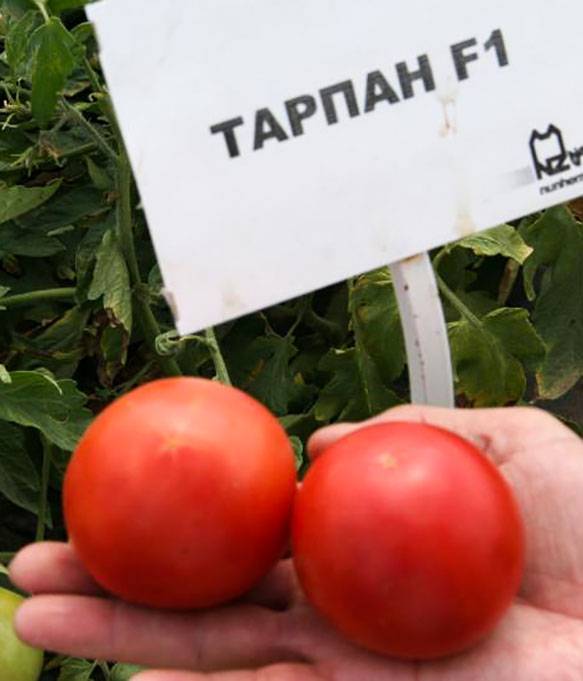 Томат тарпан отзывы
