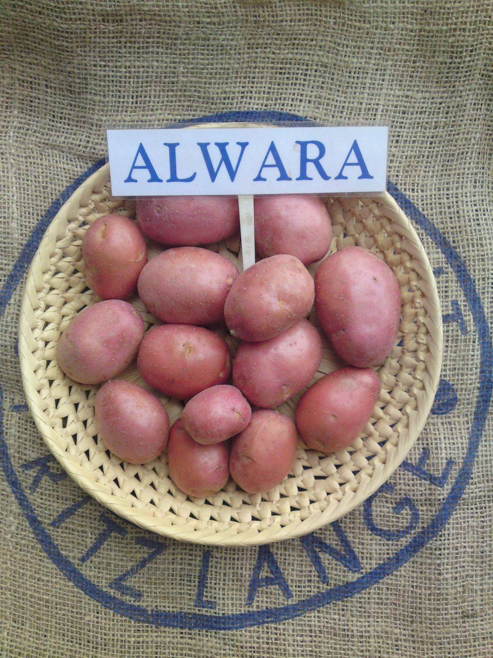 Картофель сорт Альвара