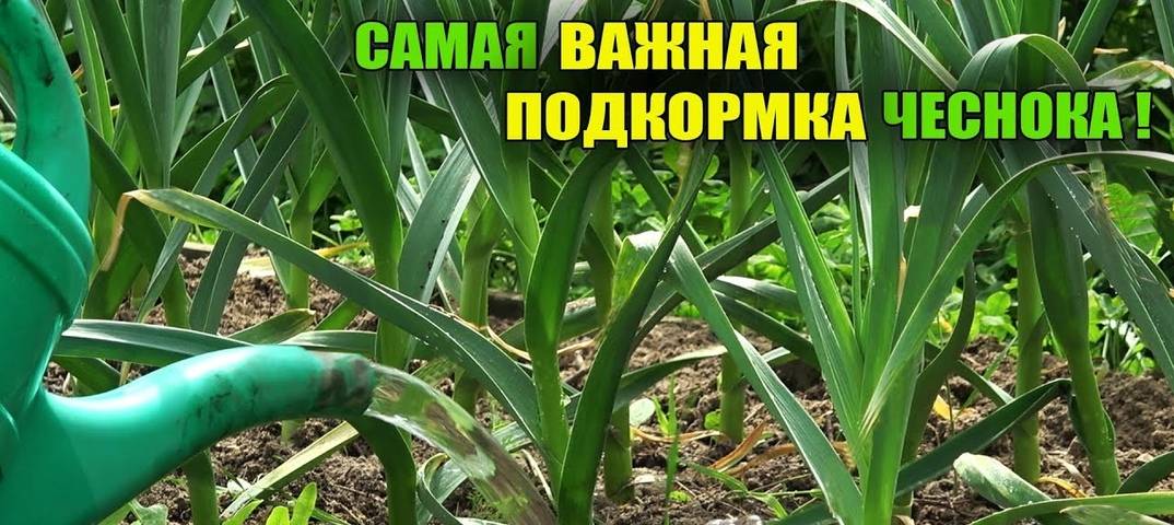 Как правильно провести подкормку озимого чеснока весной