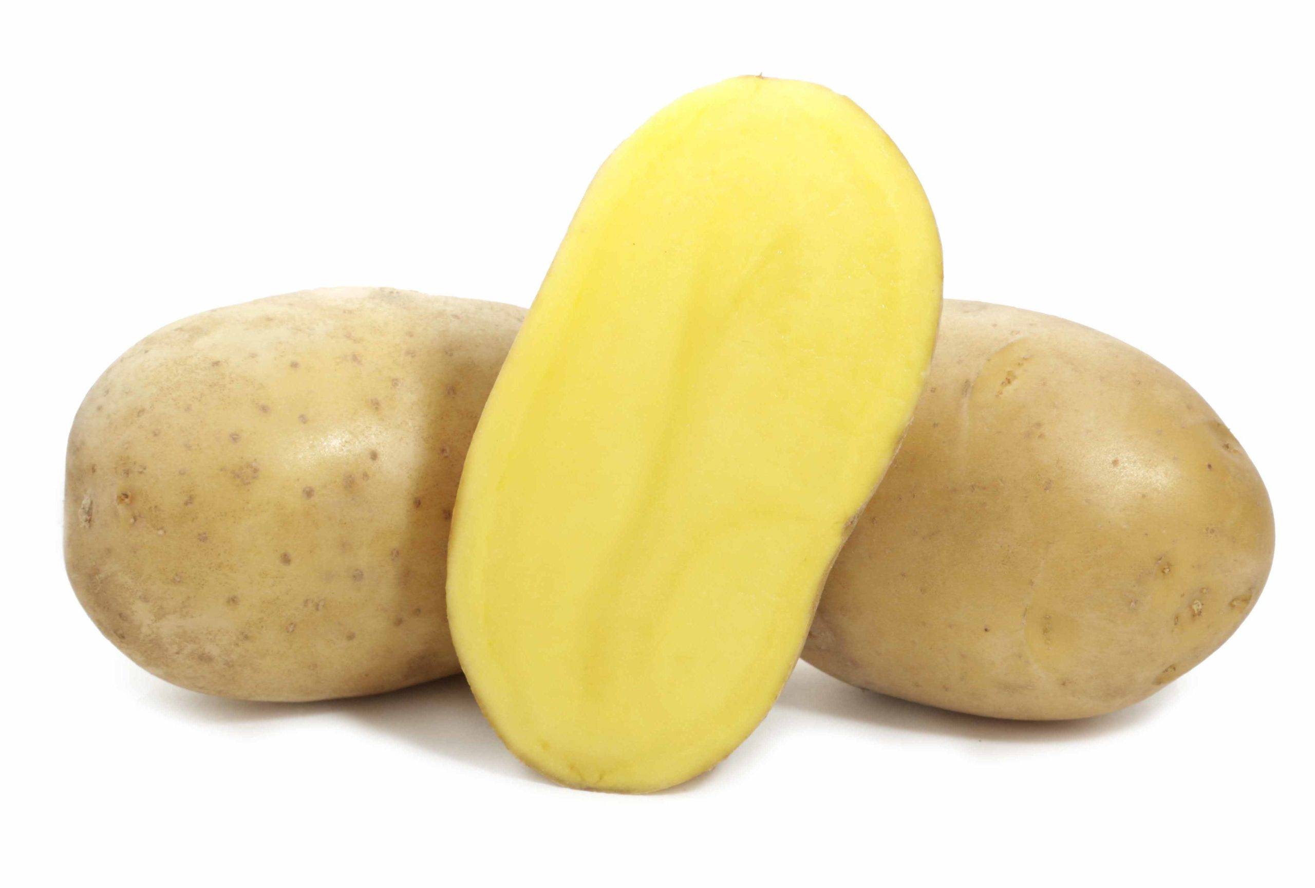 Картофель вега описание сорта фото. Семенной картофель Вега. Сорт картофеля Вега. Картофель семенной, сорт Вега. Сорт картошки Вега.