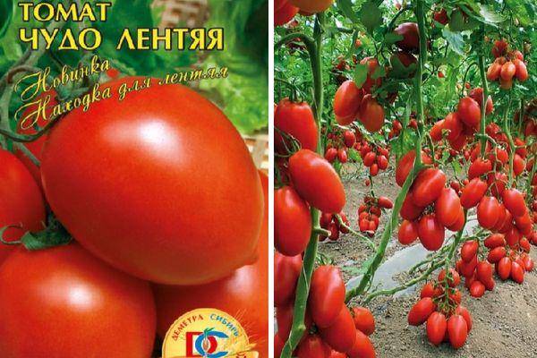 Томат лентяйка: описание сорта, отзывы, фото, урожайность | tomatland.ru