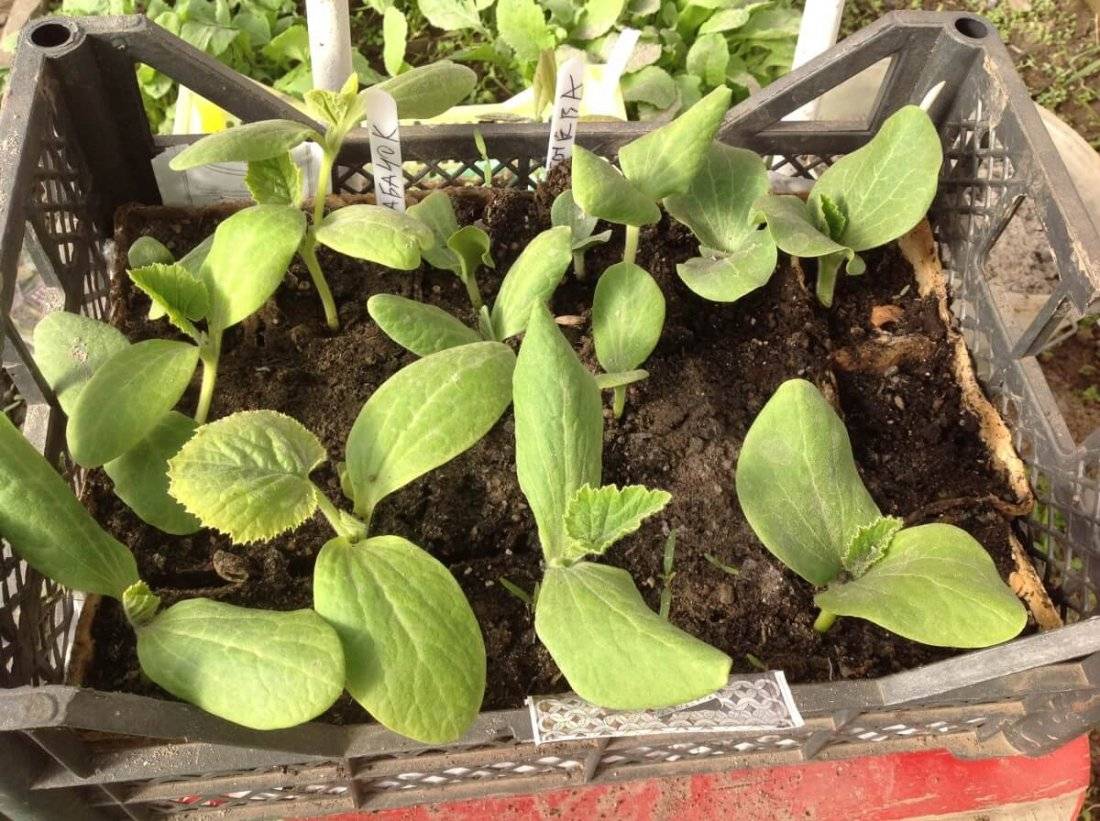 Как сажать тыкву и выращивания в открытом грунте: сроки высадки сортового овоща