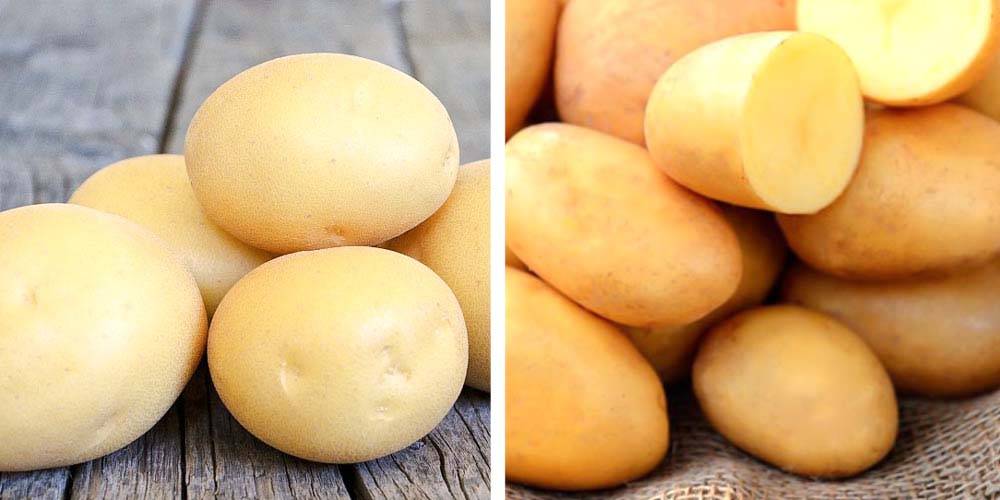 Зекура картофель характеристика. Сорт картофеля Ласунок. Сорт картофеля Зекура. Сорт картофеля Ласунок семенной. Белорусский Ласунок картофель семенной.